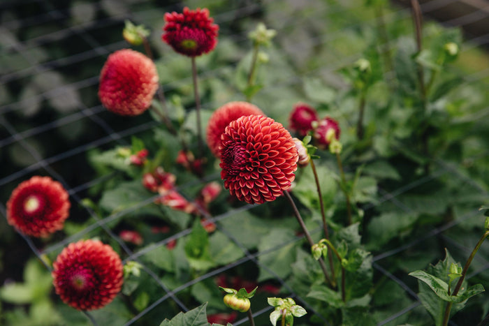 Dahlia Copperboy met warme bronskleurige bloemen