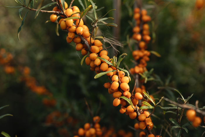 Duindoorn met oranje bessen in de tuin
