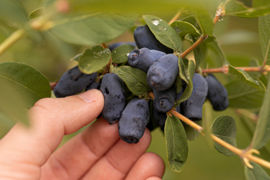 Honingbes met blauwe bessen in de tuin