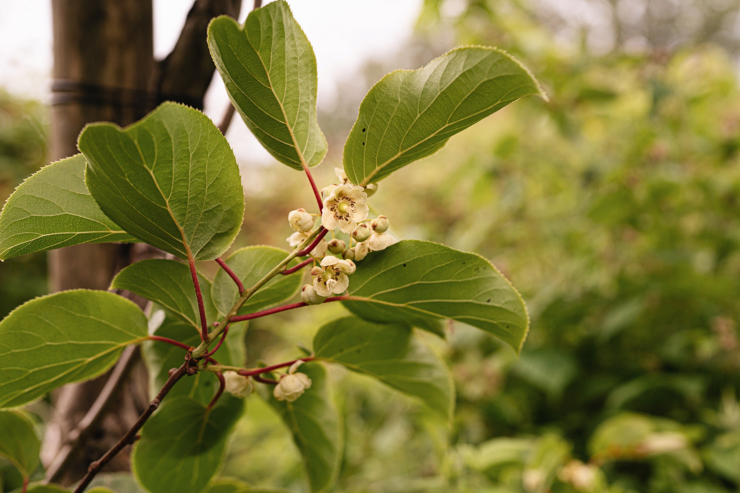 Kiwibesplant met kleine kiwi's in de tuin