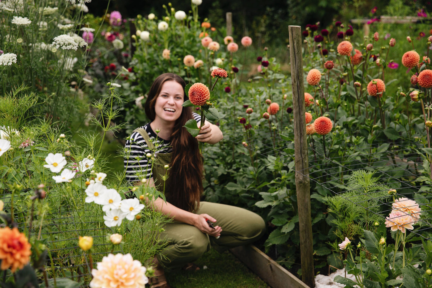 Merel tussen de dahlia's in de pluktuin