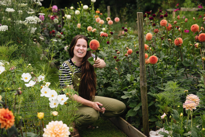 Merel tussen de dahlia's in de pluktuin