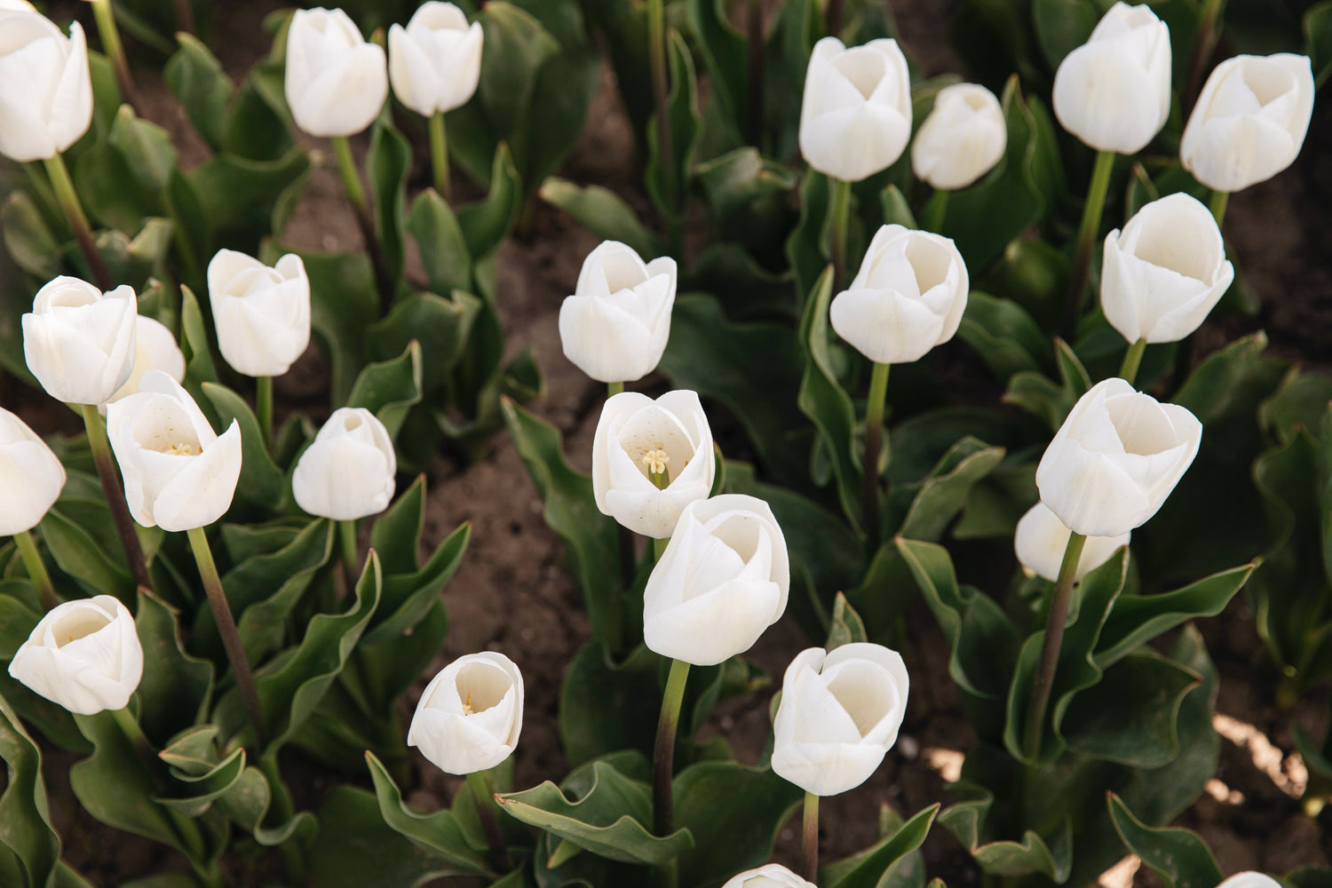 Witte biologische tulpen in bloei, geteeld zonder chemische middelen
