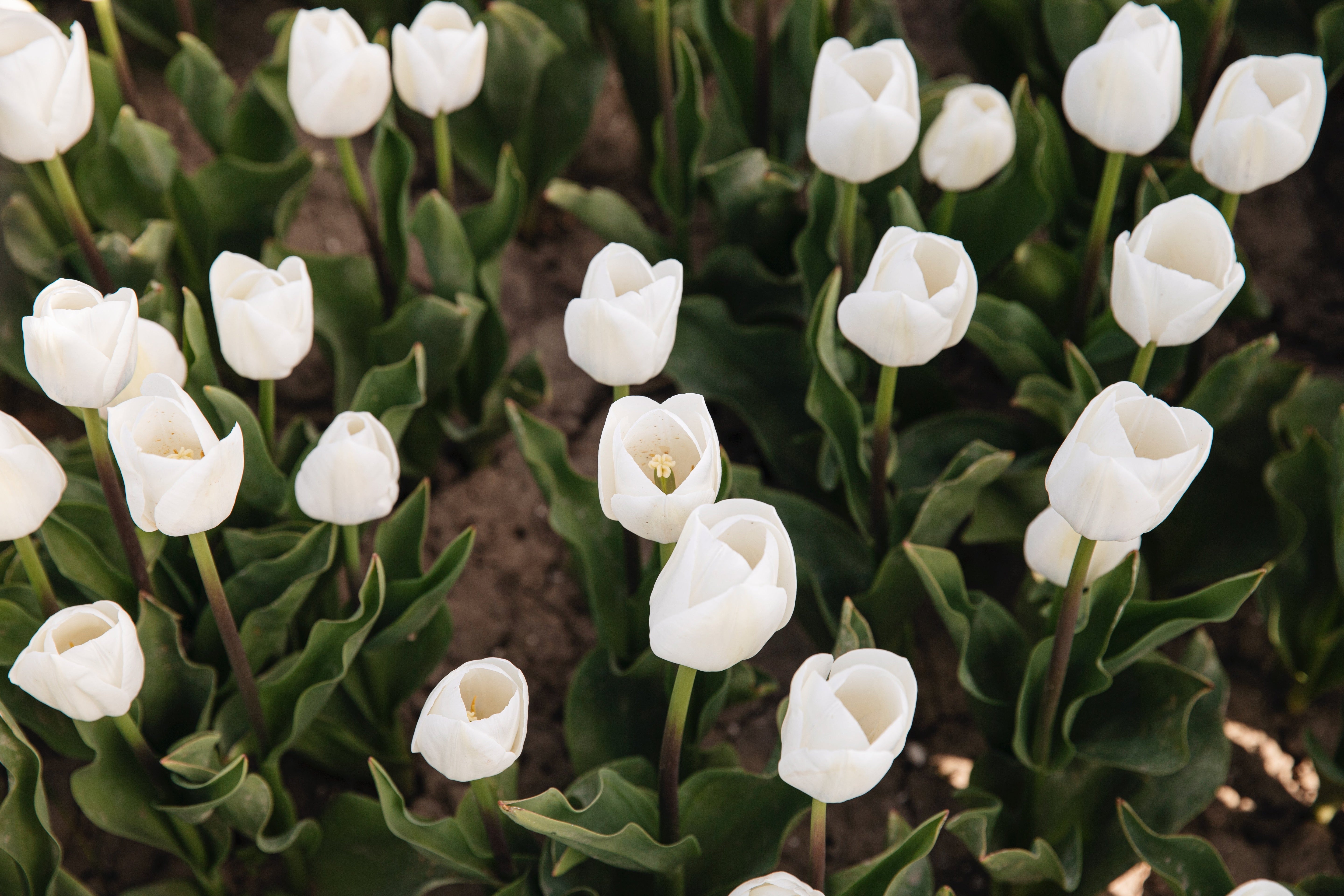 Witte biologische tulpen in bloei, geteeld zonder chemische middelen