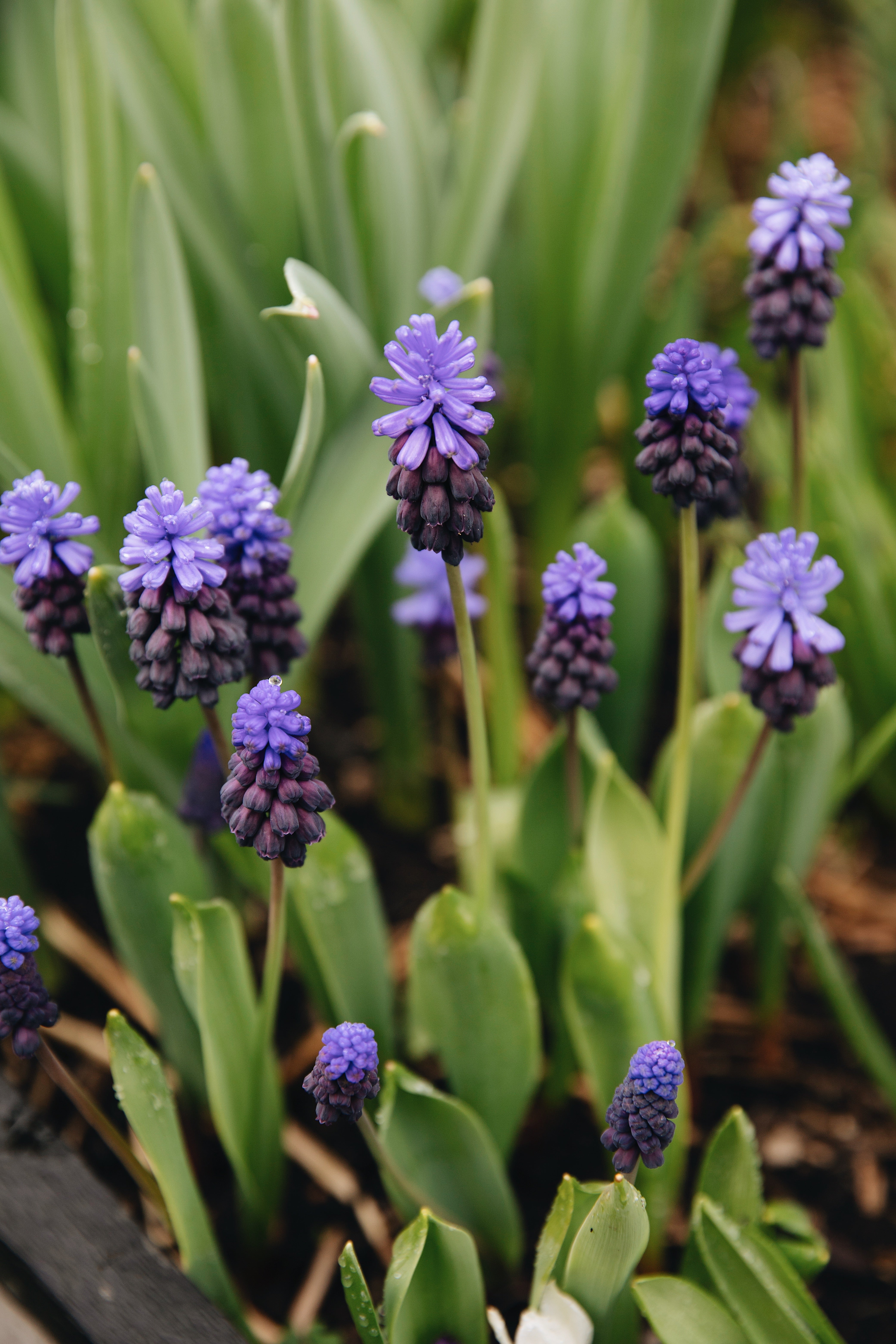 Biologische muscari (blauwe druifjes)