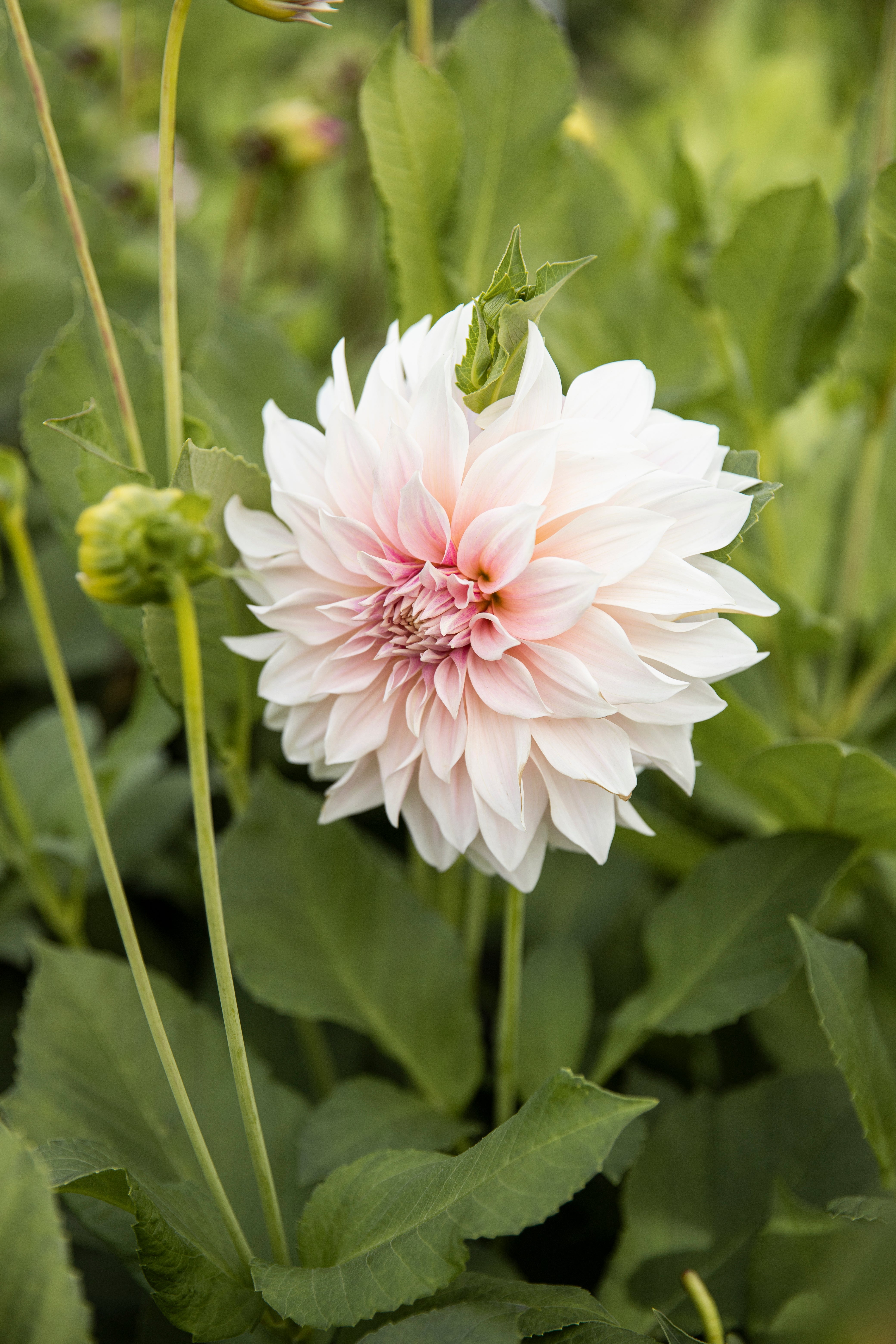 Decoratieve dahlia's