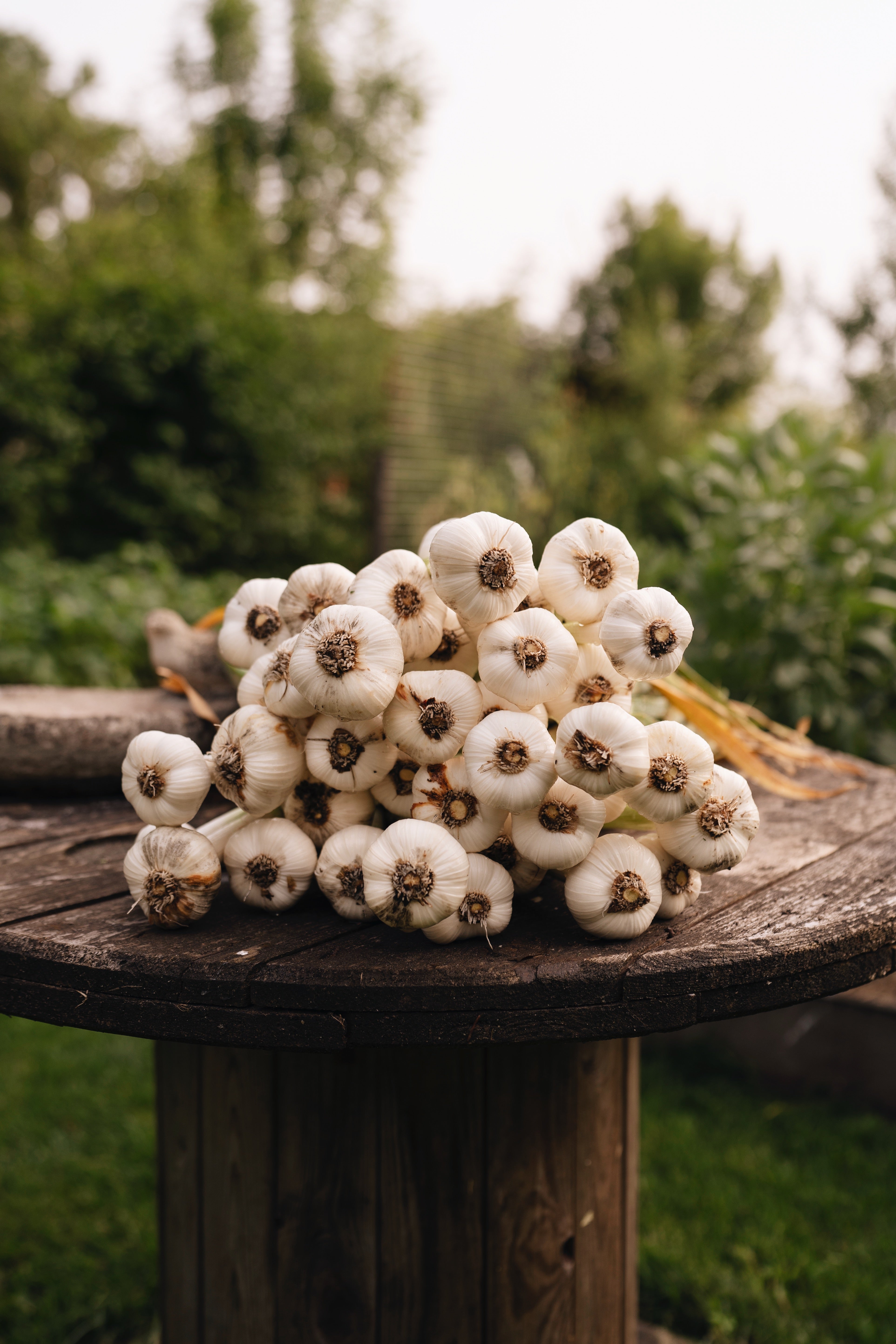 Biologische knoflook
