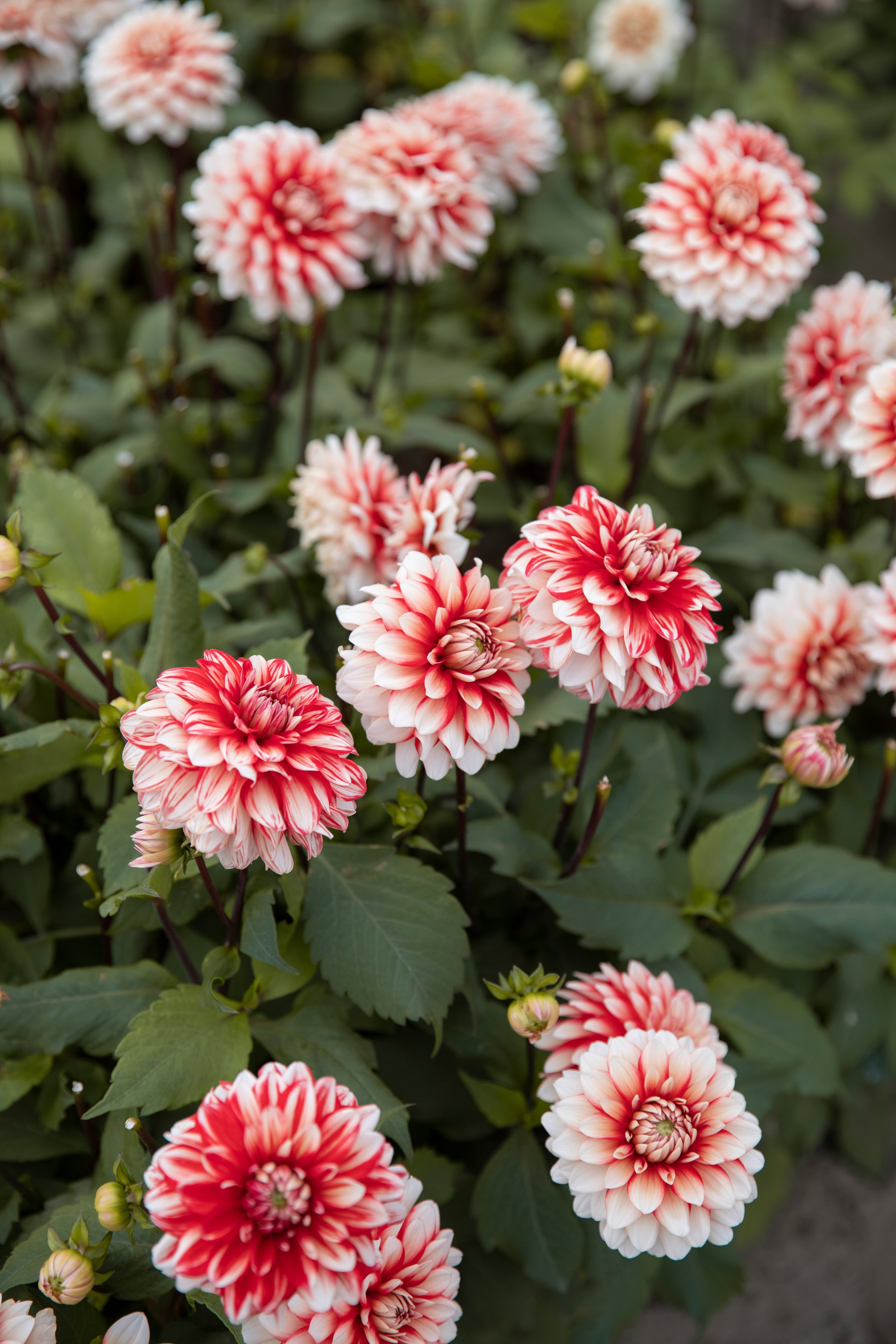 Biologische dahlia knollen