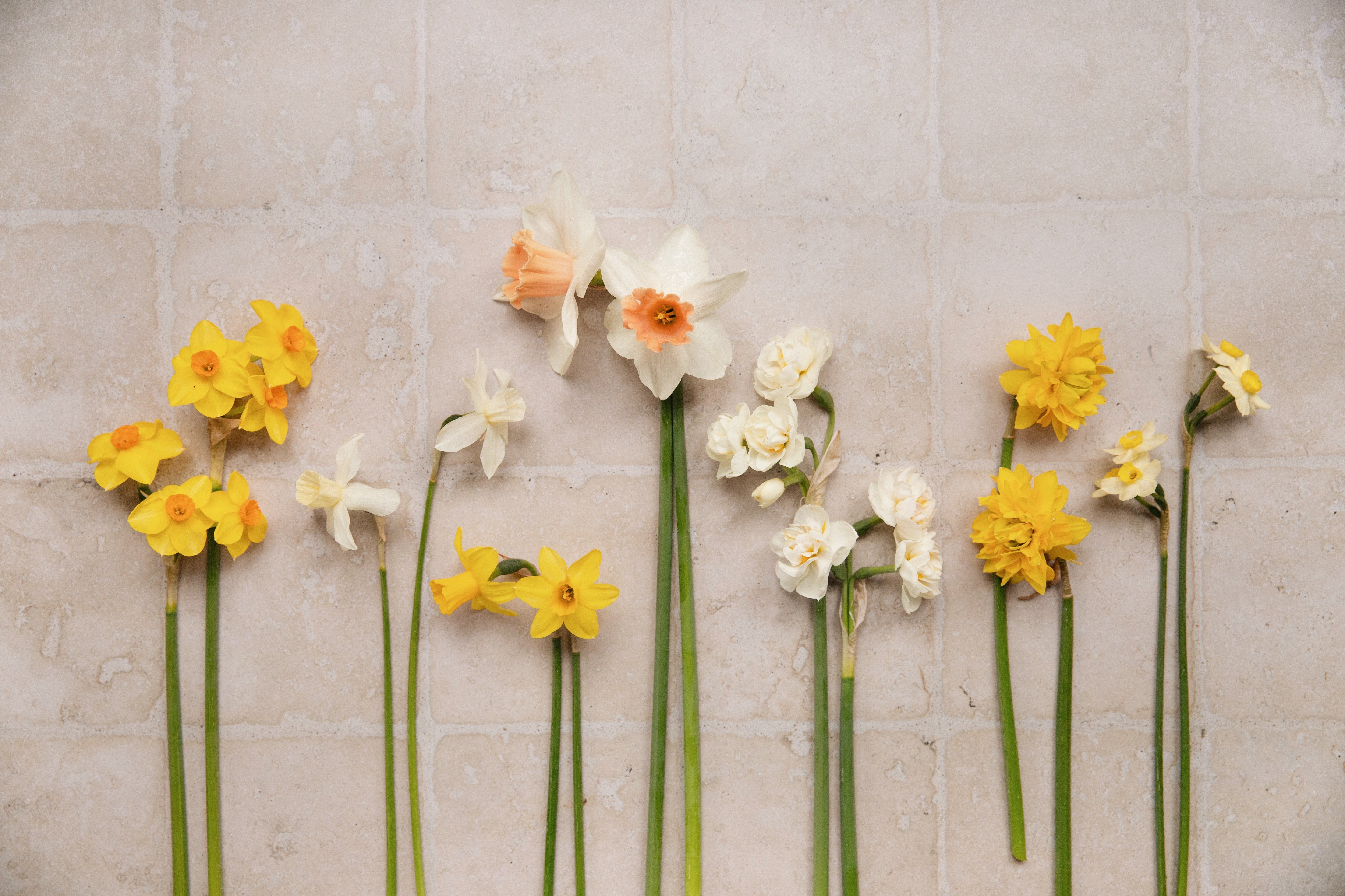 Biologische narcissen