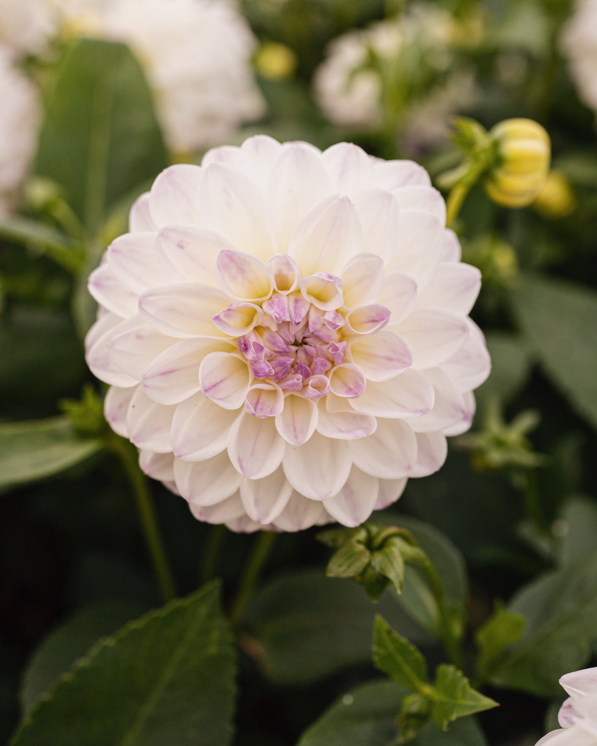 Borderdahlia Wittem in bloei (wit met lila)