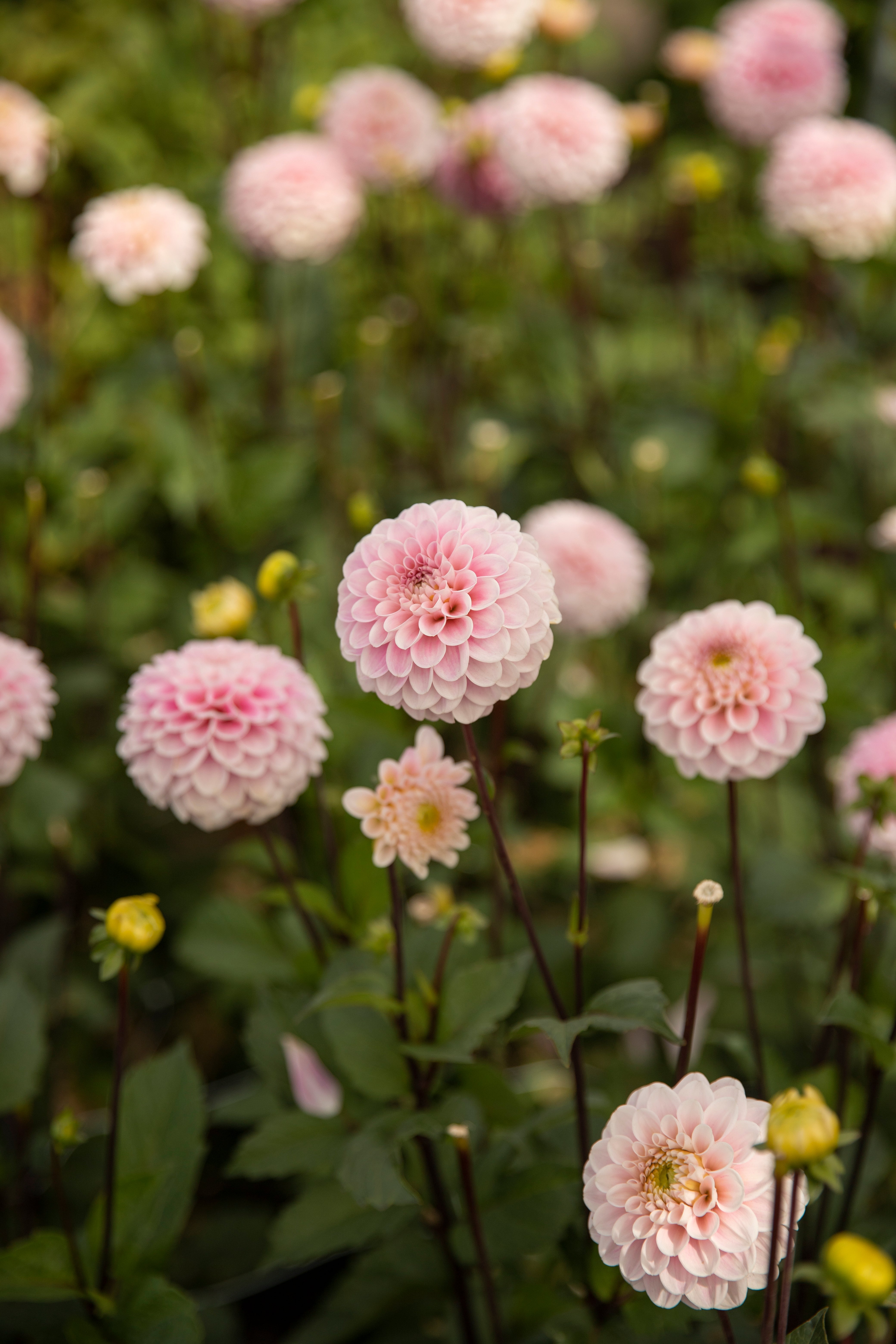 Bal & pompon dahlia's