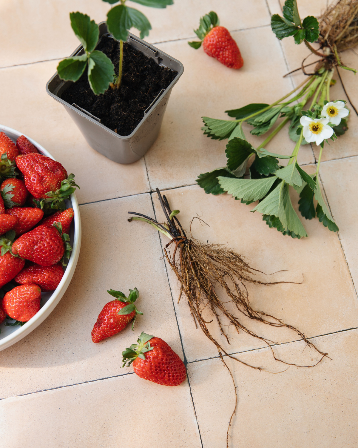Aardbei 'Malwina' BIO (frigoplant A+, 10 planten)