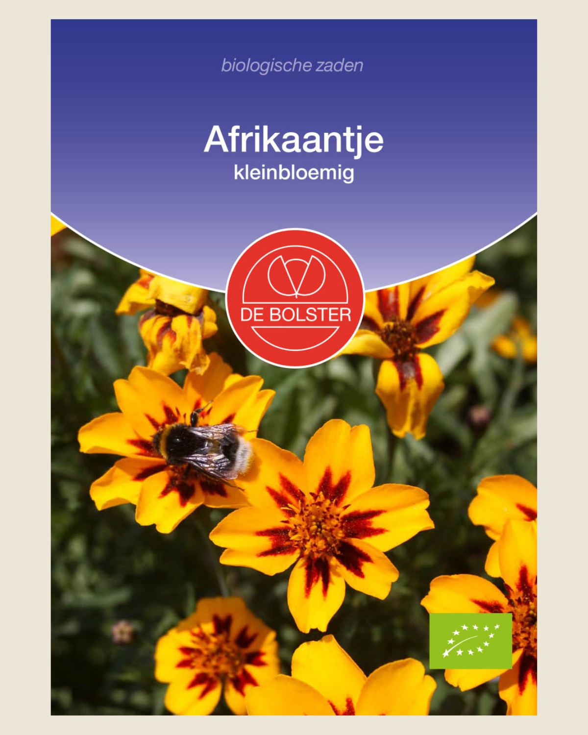 Afrikaantje, kleinbloemig BIO