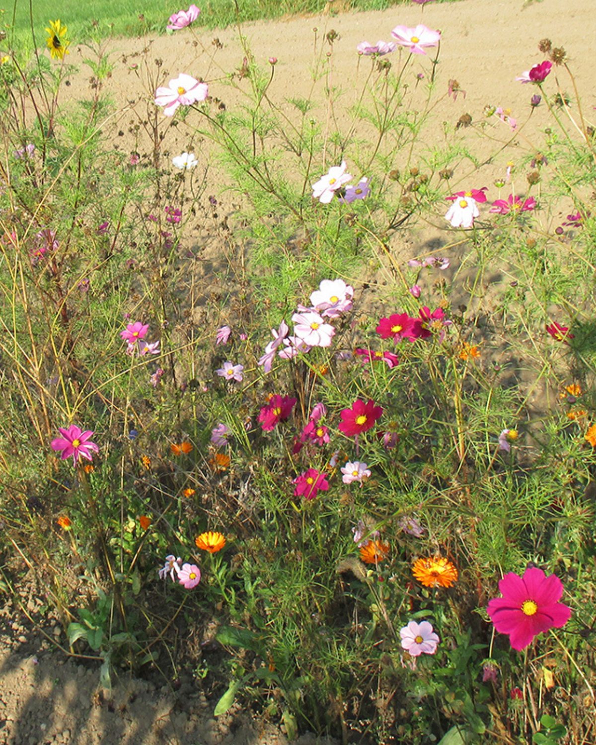 Akkerbloemenmengsel BIO