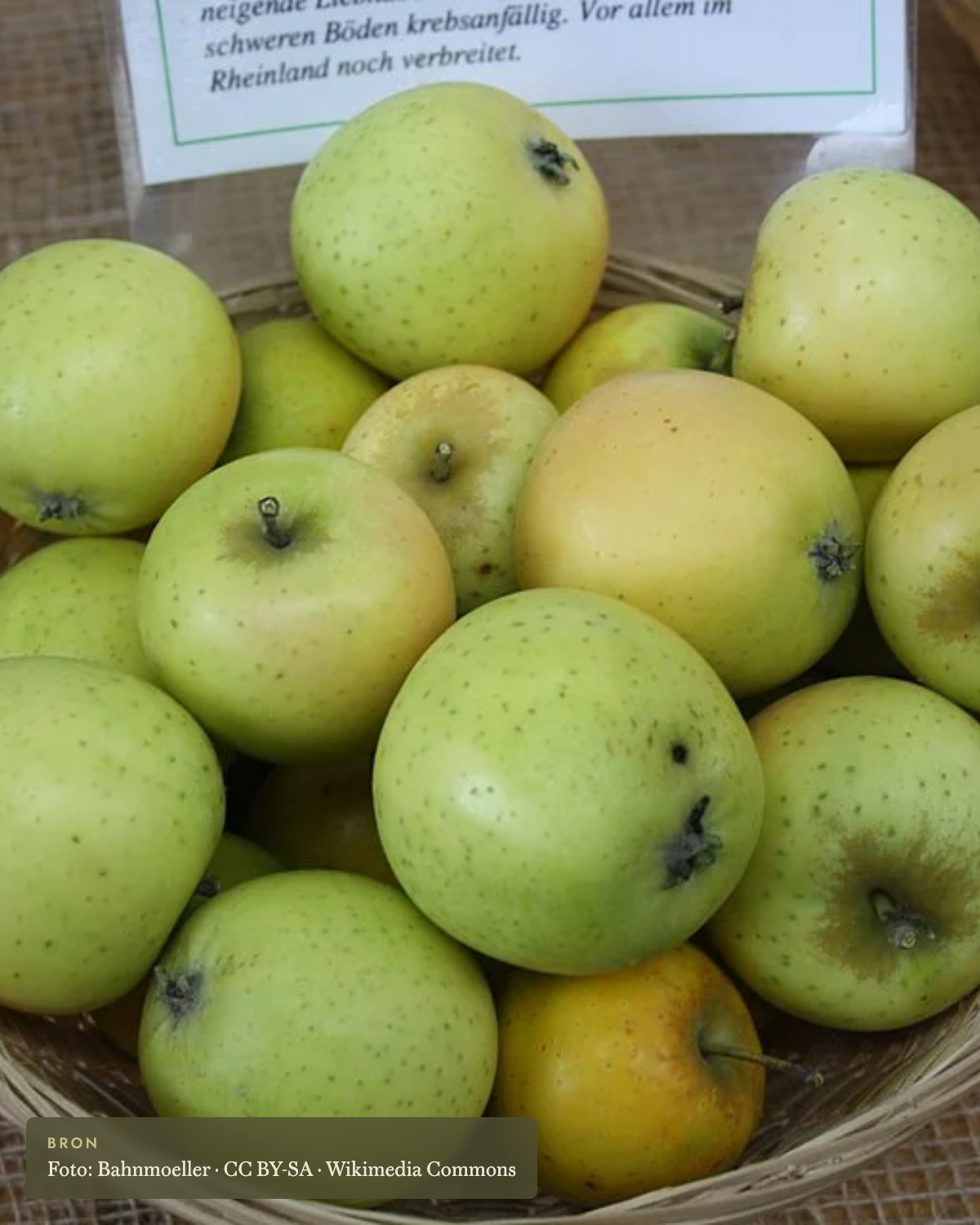 Appel 'Ananas Reinette' - appelboom De Groene Makers
