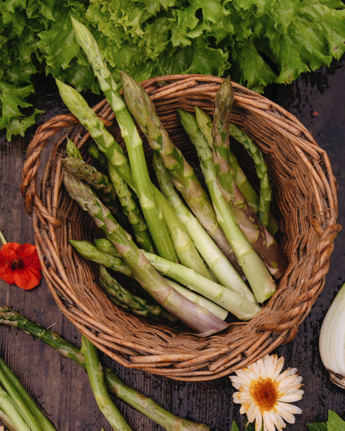 Asperge 'Prius' BIO (witte en groene asperge, 5 planten)
