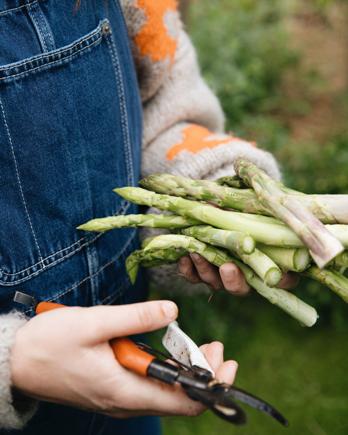 Asperge 'Xenolim' BIO (groene asperge, 5 planten)