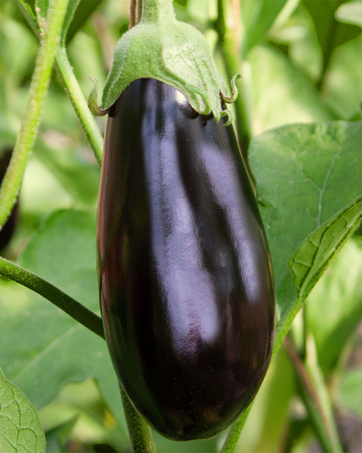 Aubergine 'Rembrandt F1' BIO