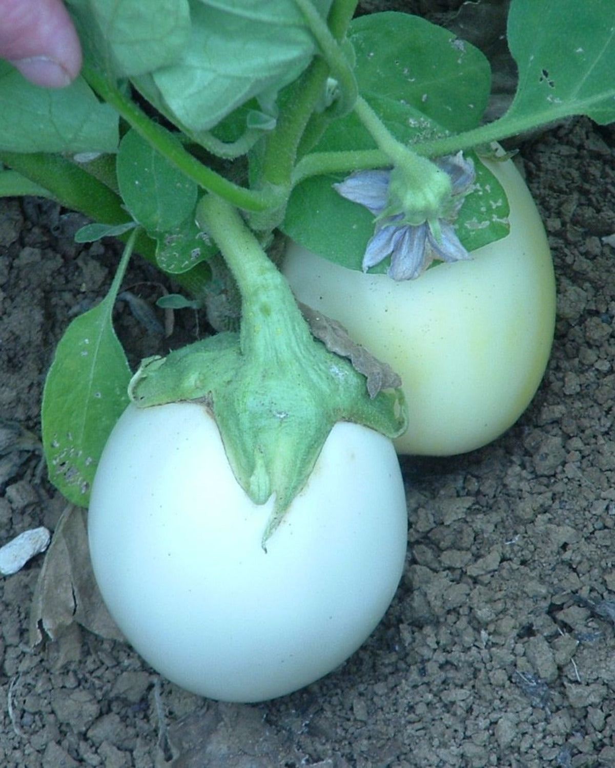 Aubergine wit rond (eierplant) BIO - De Groene Makers