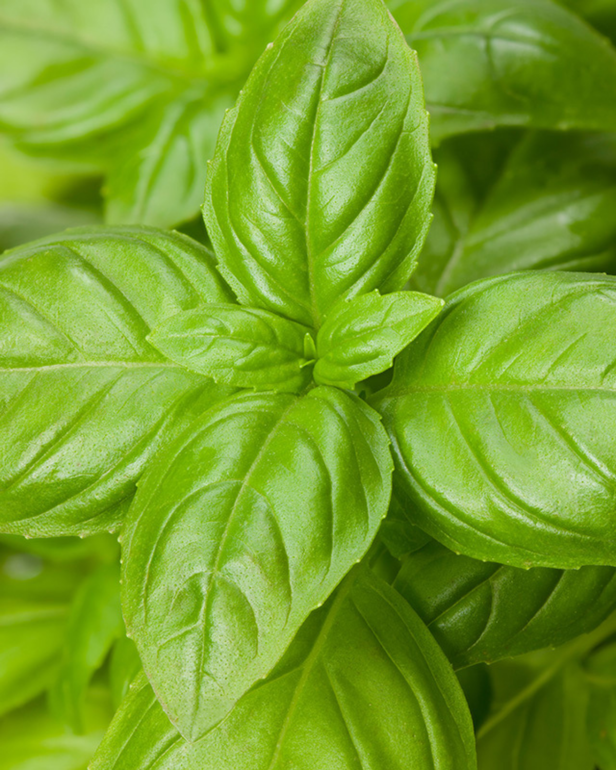 Basilicum 'Genovese' BIO