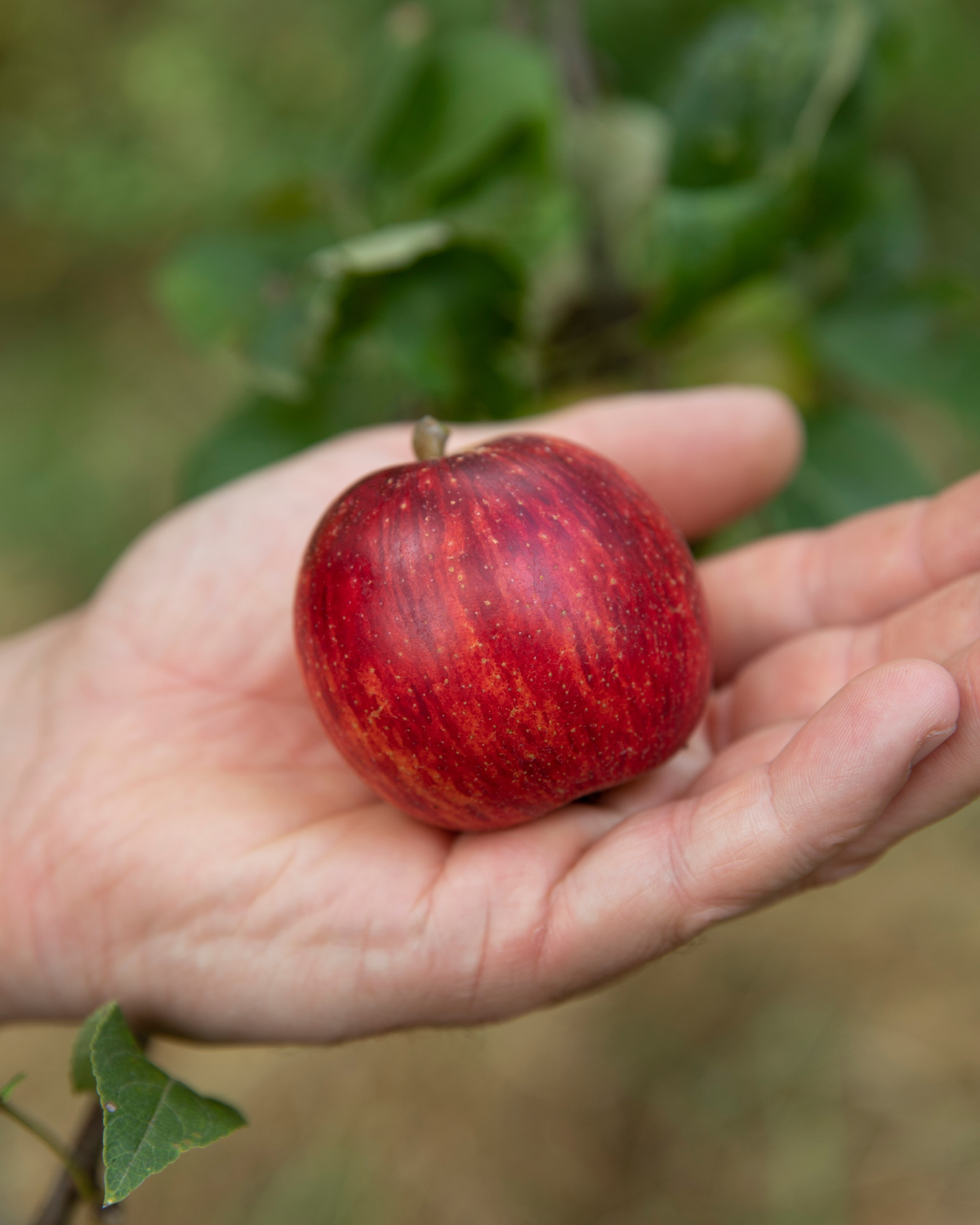 Appel ‘Benoni’ – De Groene Makers