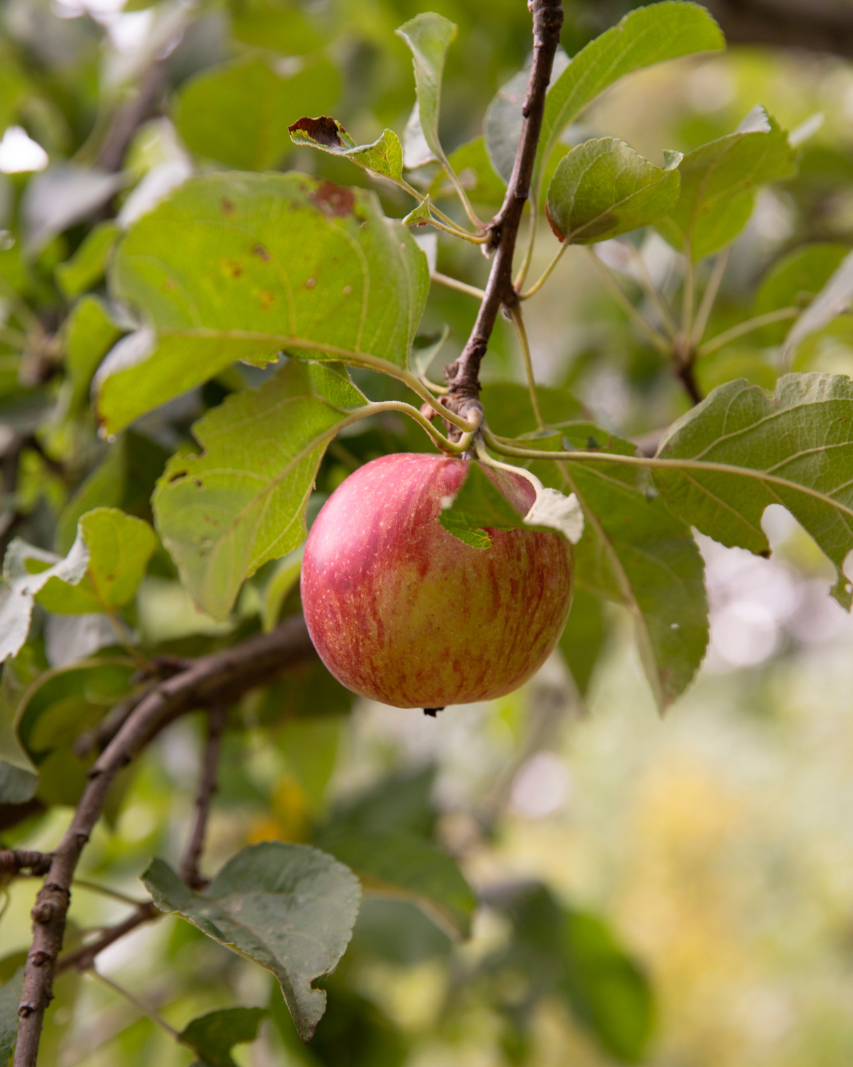 Appel ‘Benoni’ – De Groene Makers