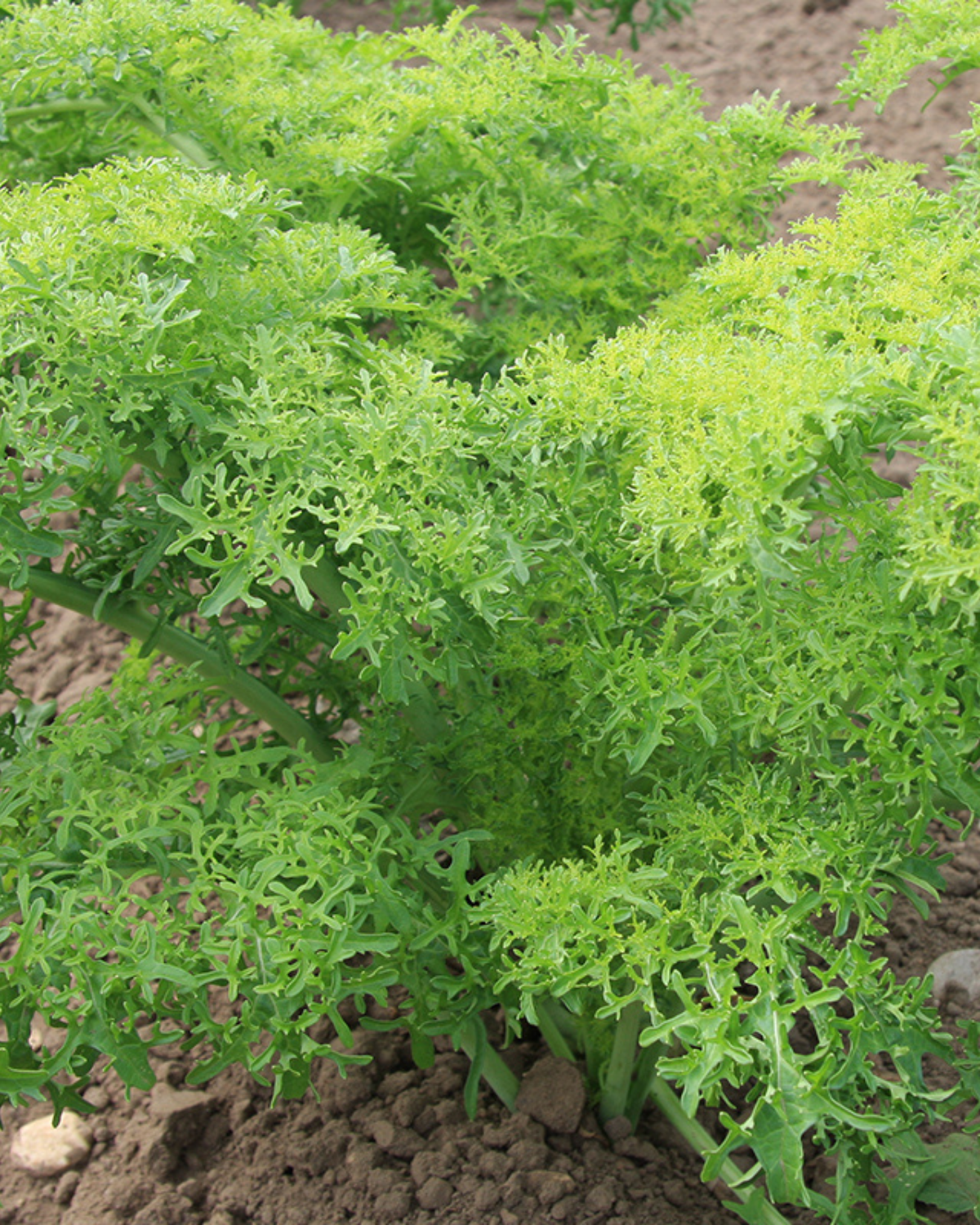 Bladmosterd 'Golden Frills' BIO