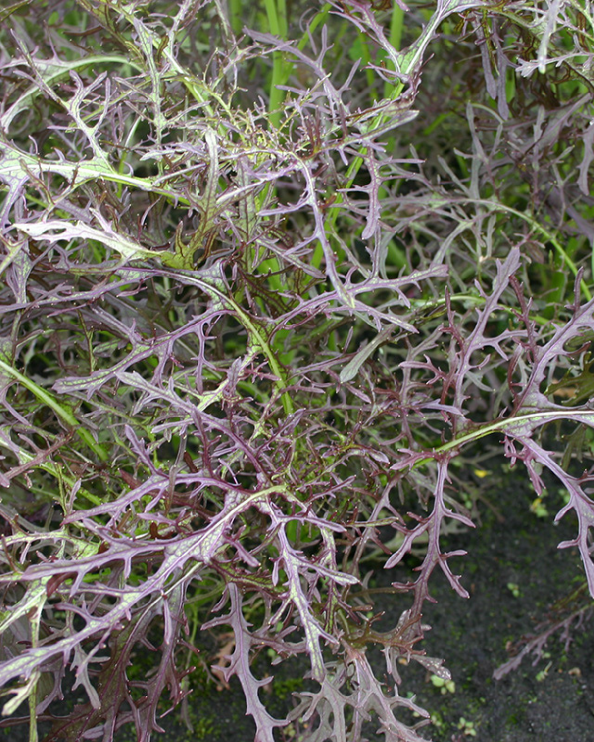 Bladmosterd 'Purple Frills' BIO