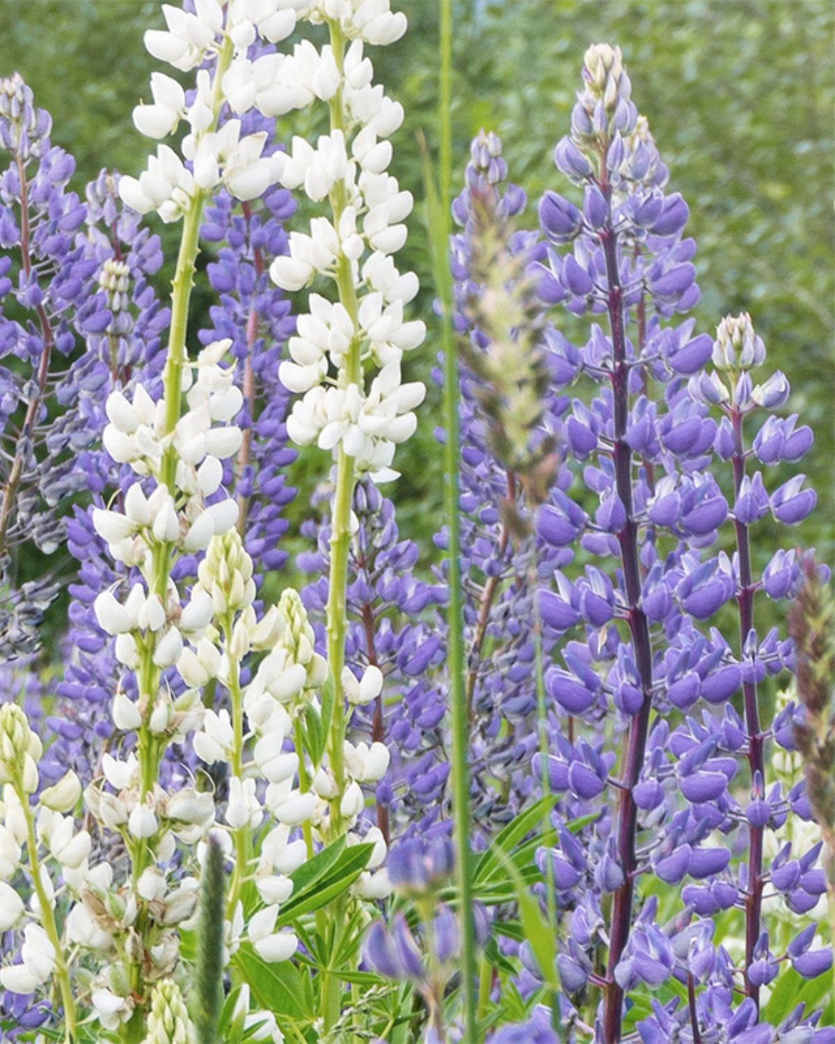 Blauwe lupine BIO
