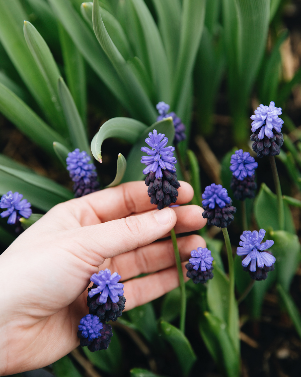Blauwe druifjes (muscari latifolium) BIO (15 stuks)