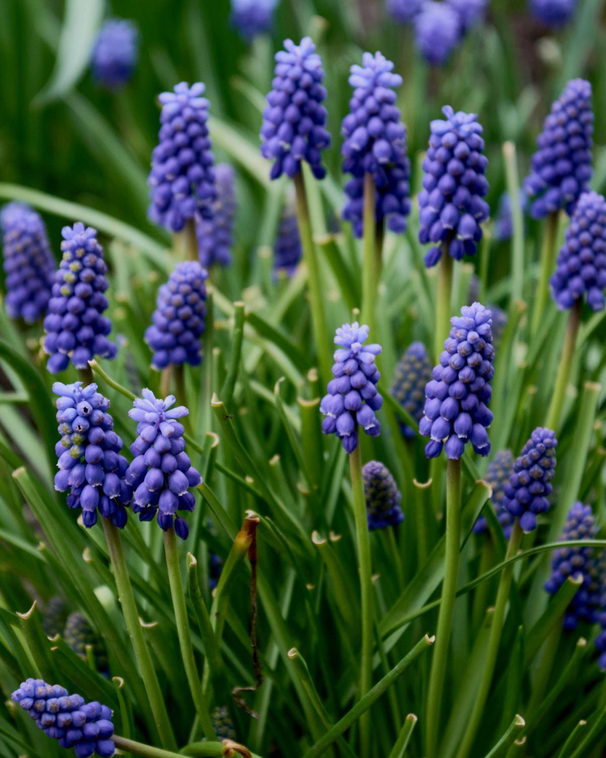 Blauwe druifjes (muscari latifolium) BIO (15 stuks)