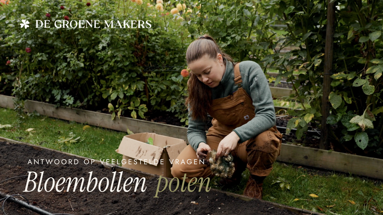 Van bol tot bloei: bloembollen poten