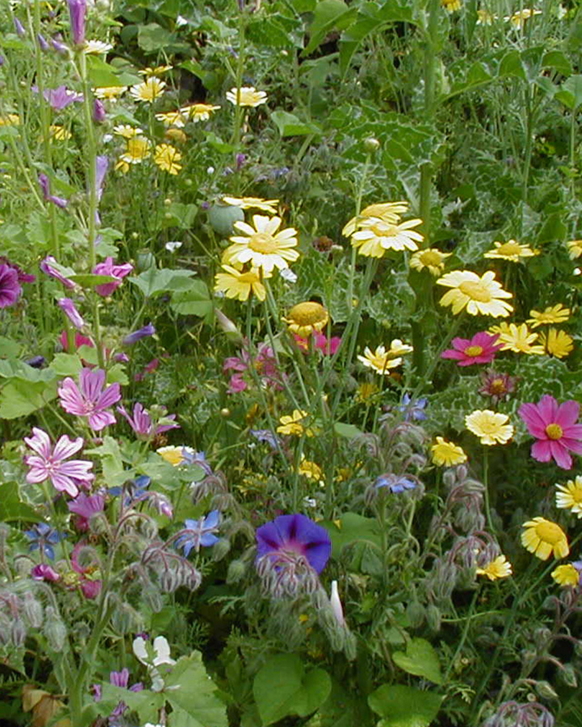 Bloemenmengsel, hoog BIO