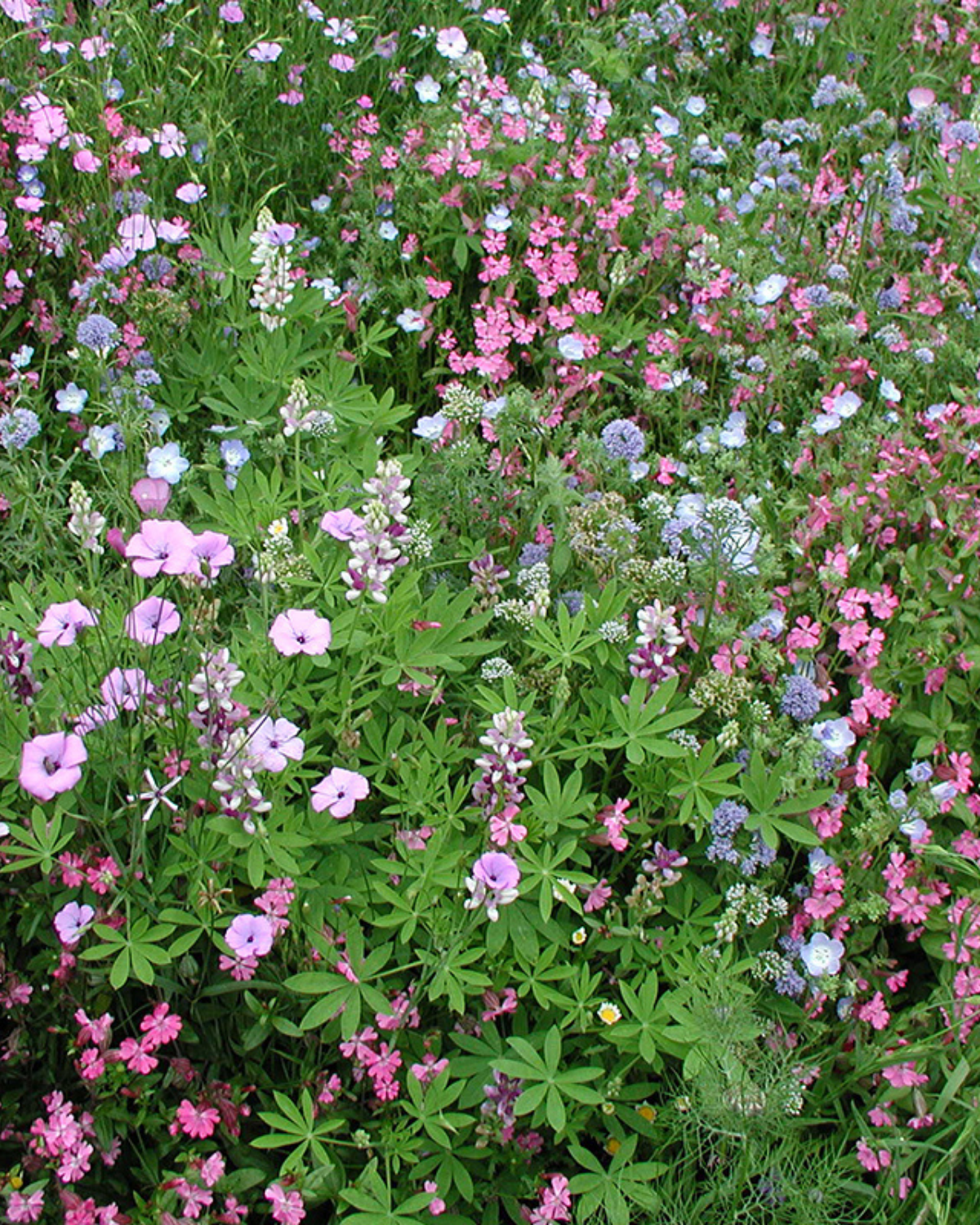 Bloemenmengsel, laag BIO