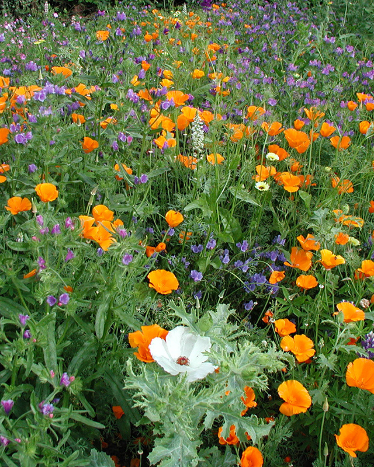 Bloemenmengsel, middelhoog BIO