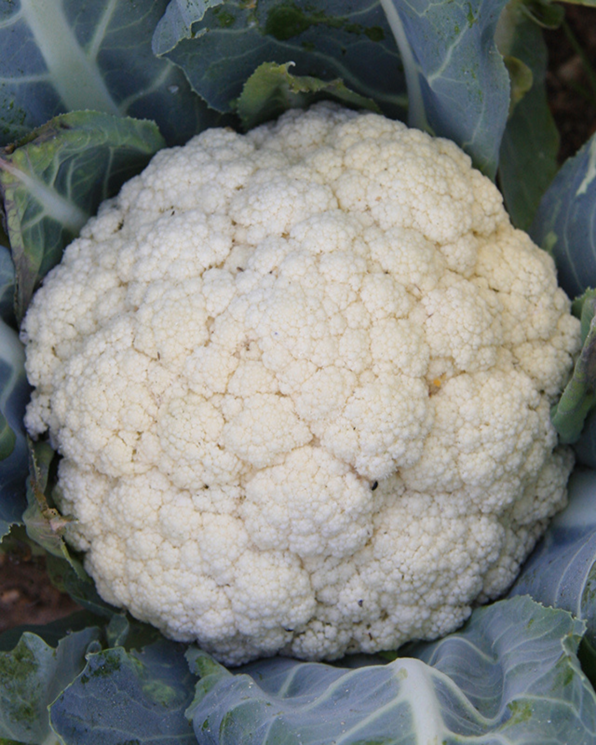 Bloemkool 'Flora Blanca' BIO