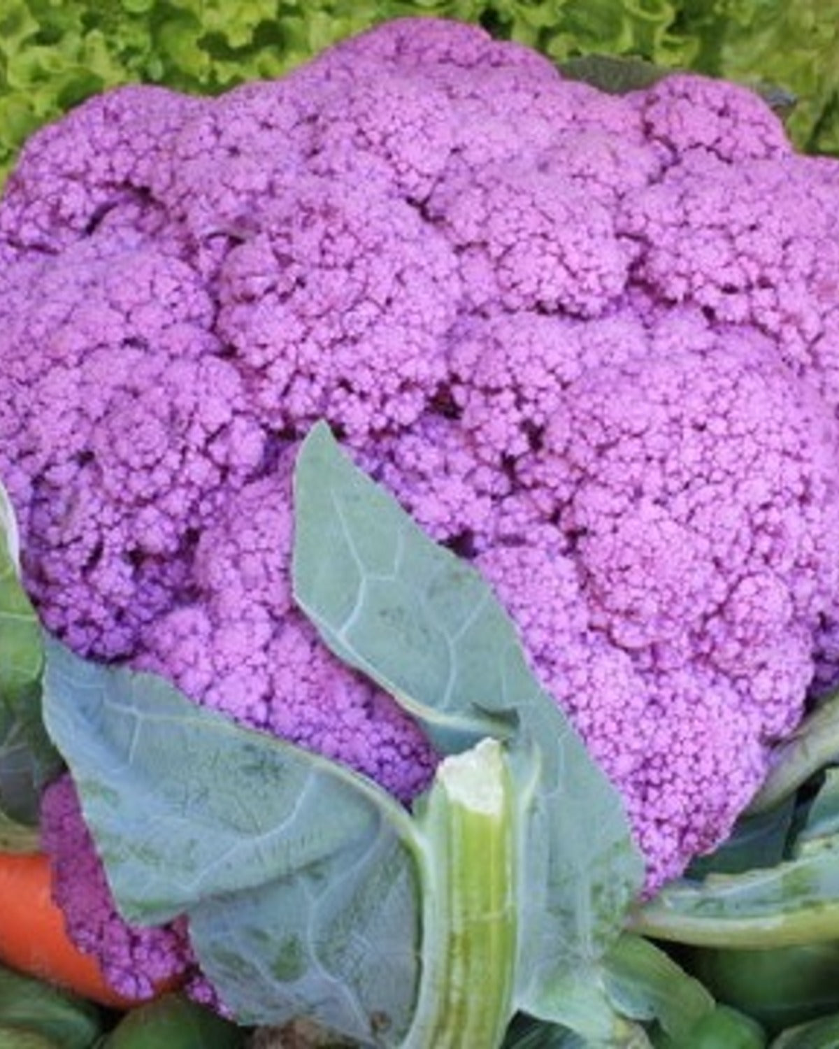 Bloemkool paars 'Violet de Sicile' BIO - De Groene Makers