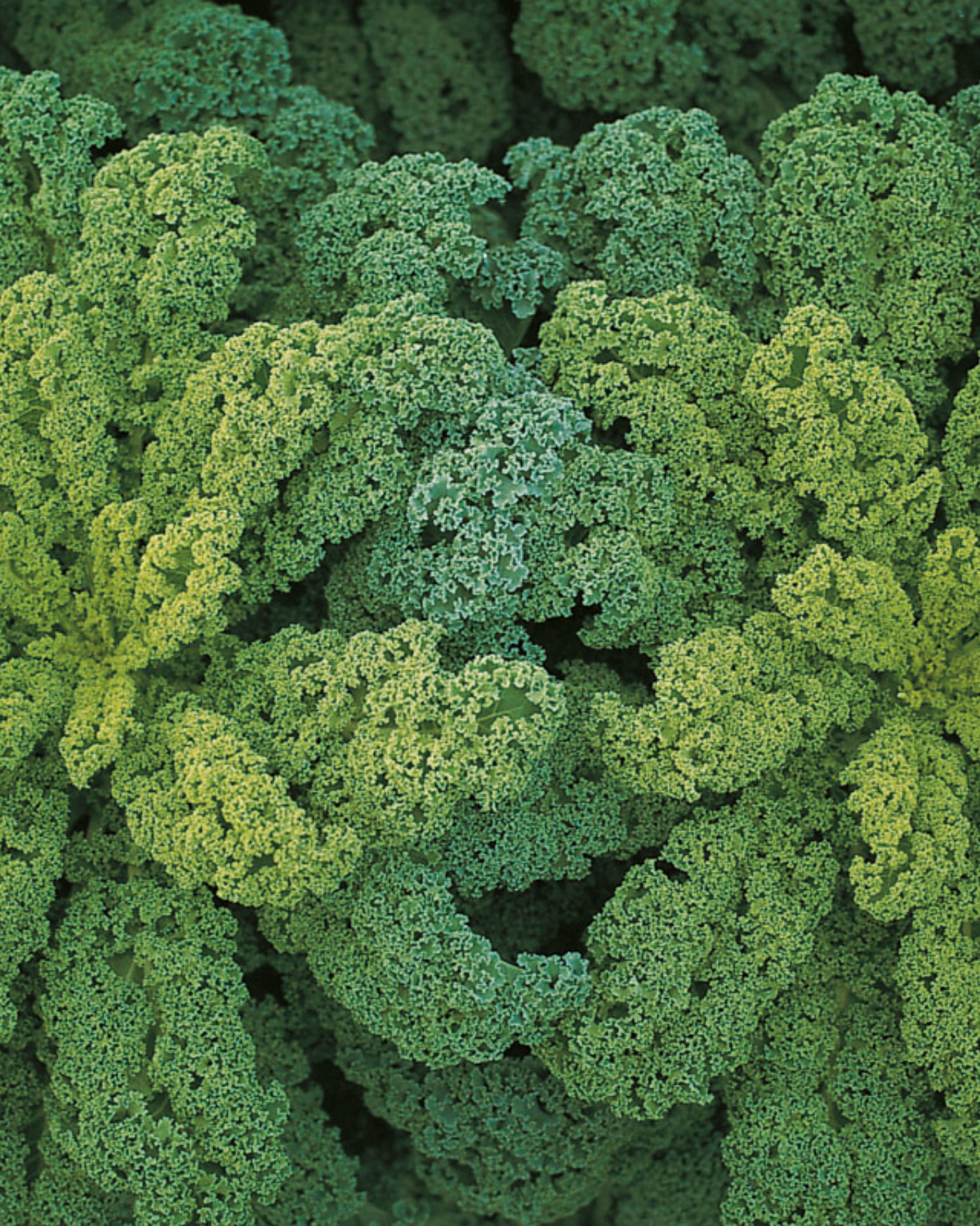 Boerenkool 'Darkibor F1' BIO