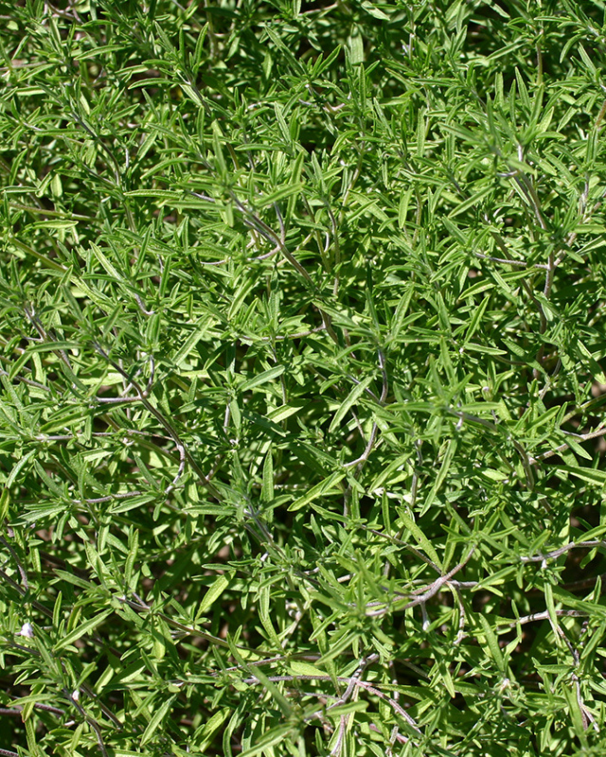 Bonenkruid BIO