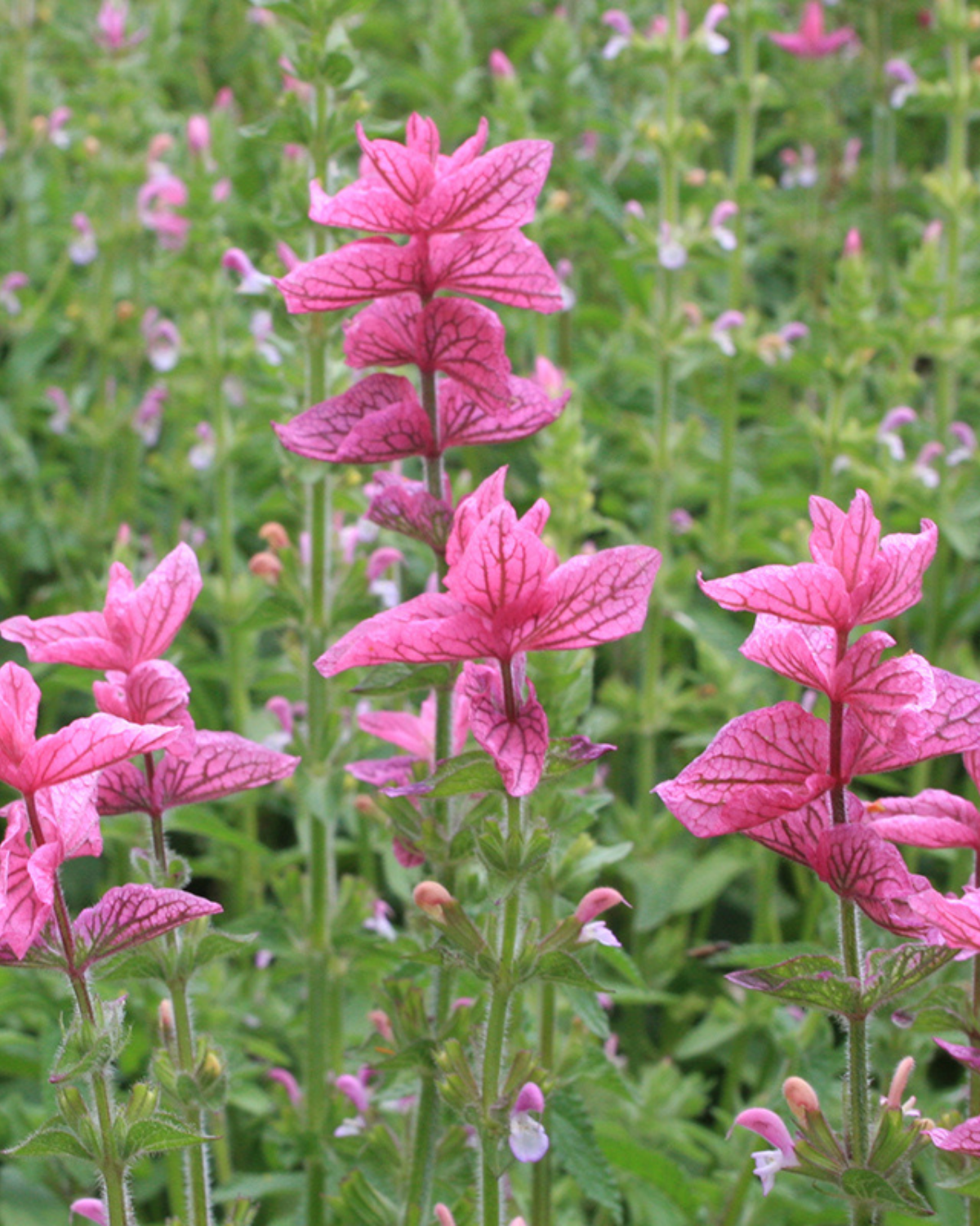 Bonte salie, roze BIO