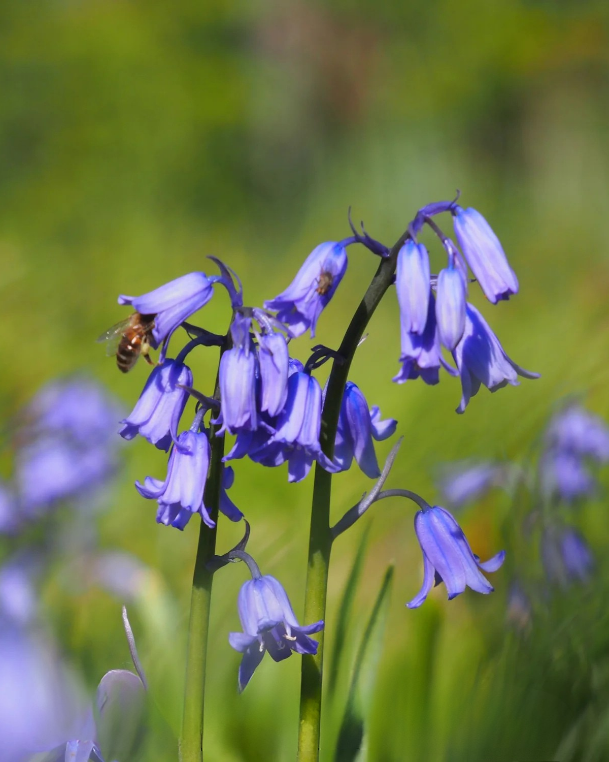 Boshyacint blauw (hyacinthoides hispanica) BIO (10 stuks)