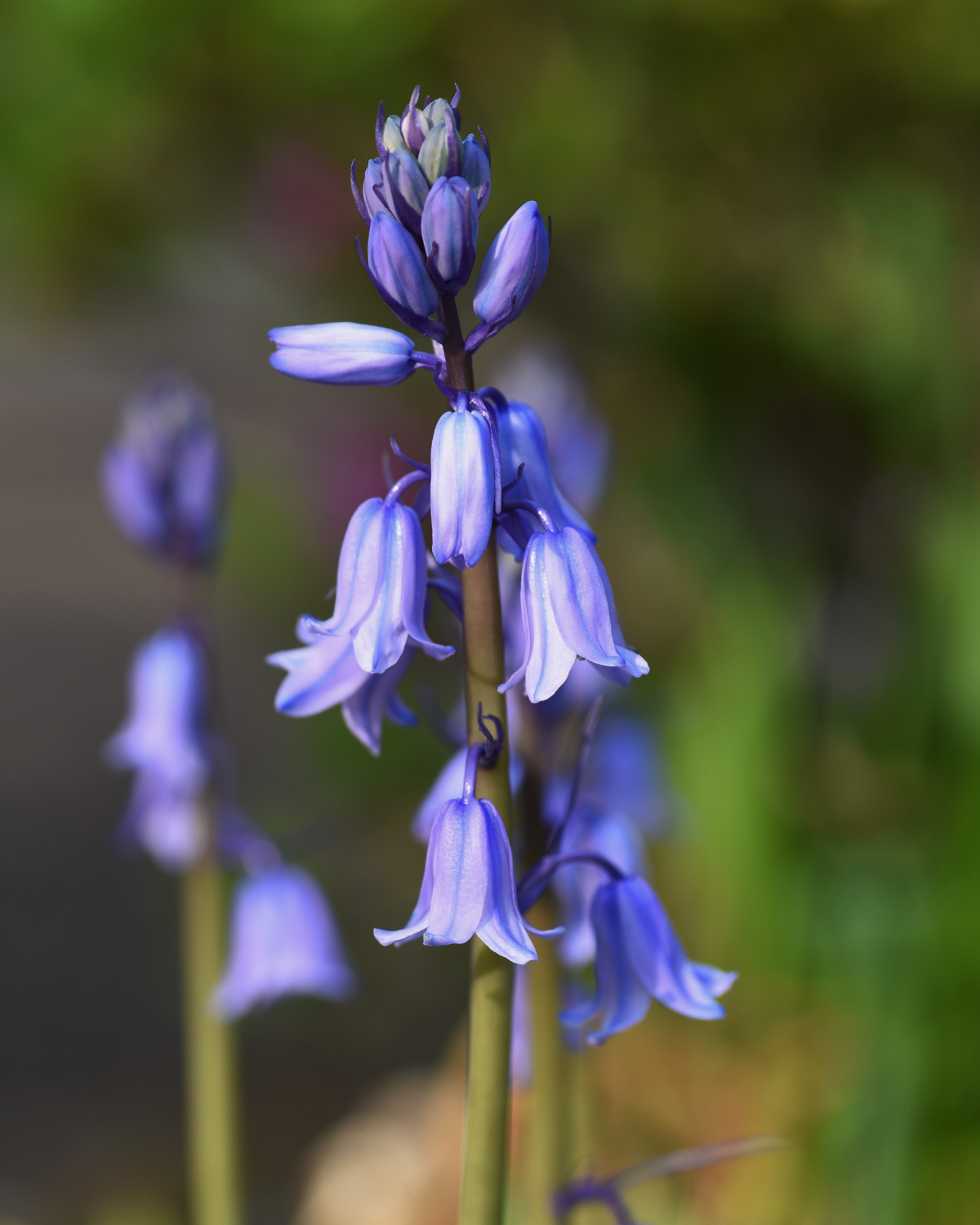 Boshyacint blauw (hyacinthoides hispanica) BIO (10 stuks)