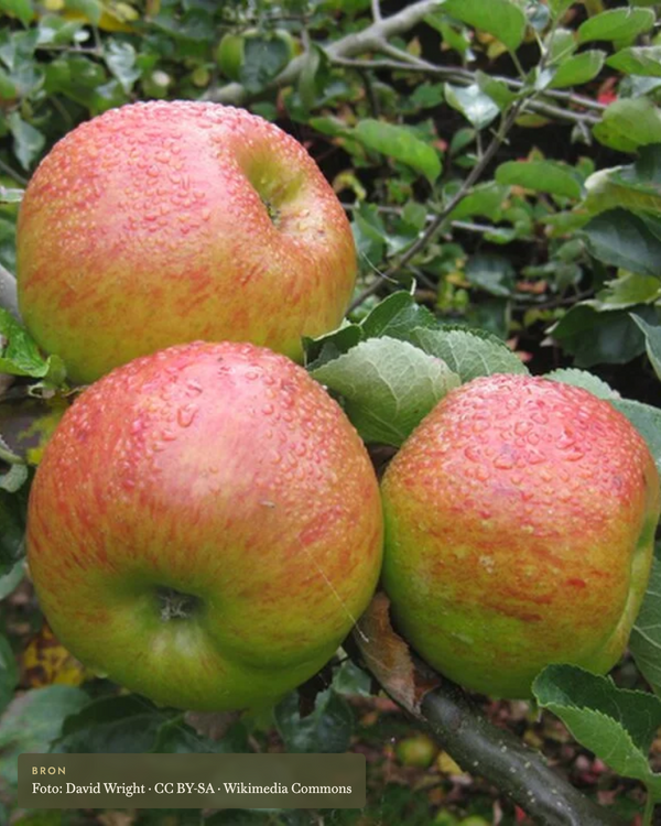 Appel 'Bramley's Seedling' - appelboom De Groene Makers