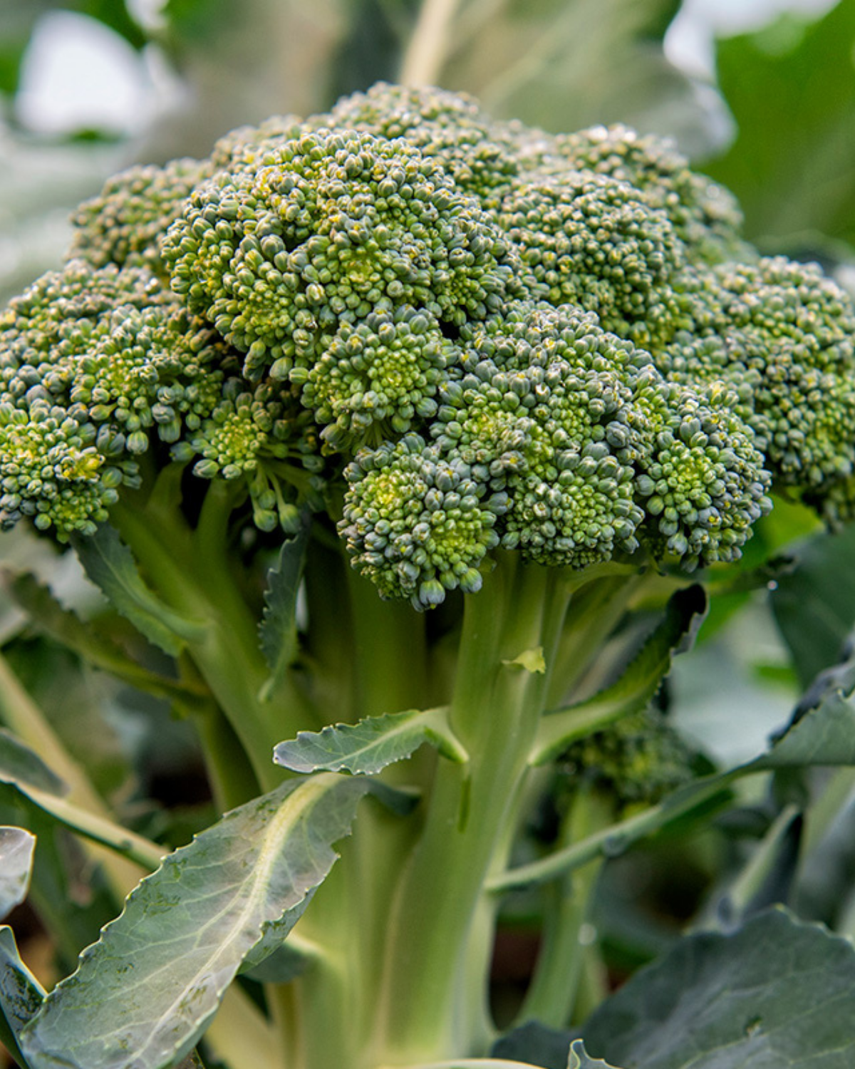 Broccoli 'Bobby' BIO