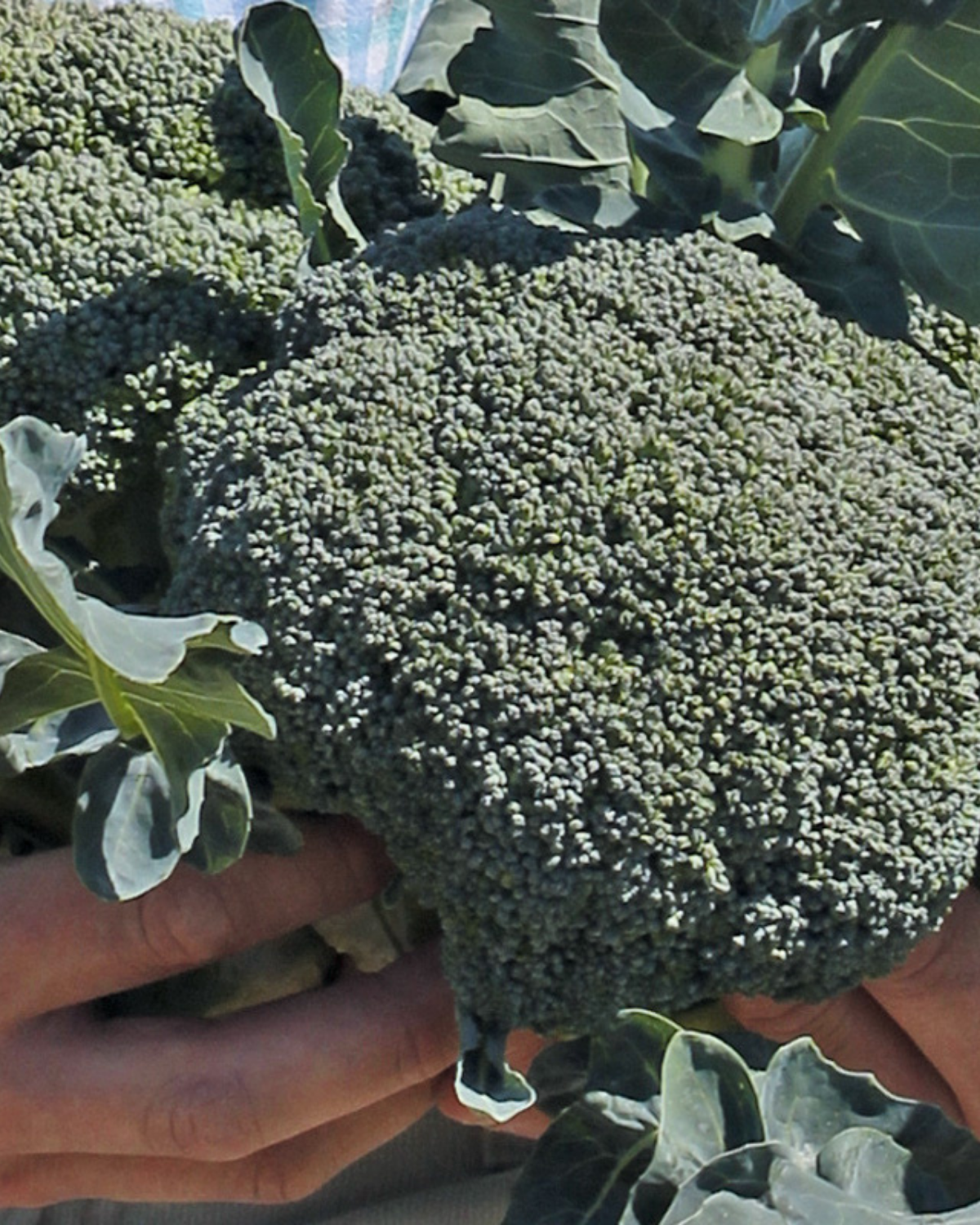 Broccoli 'Covina F1' BIO