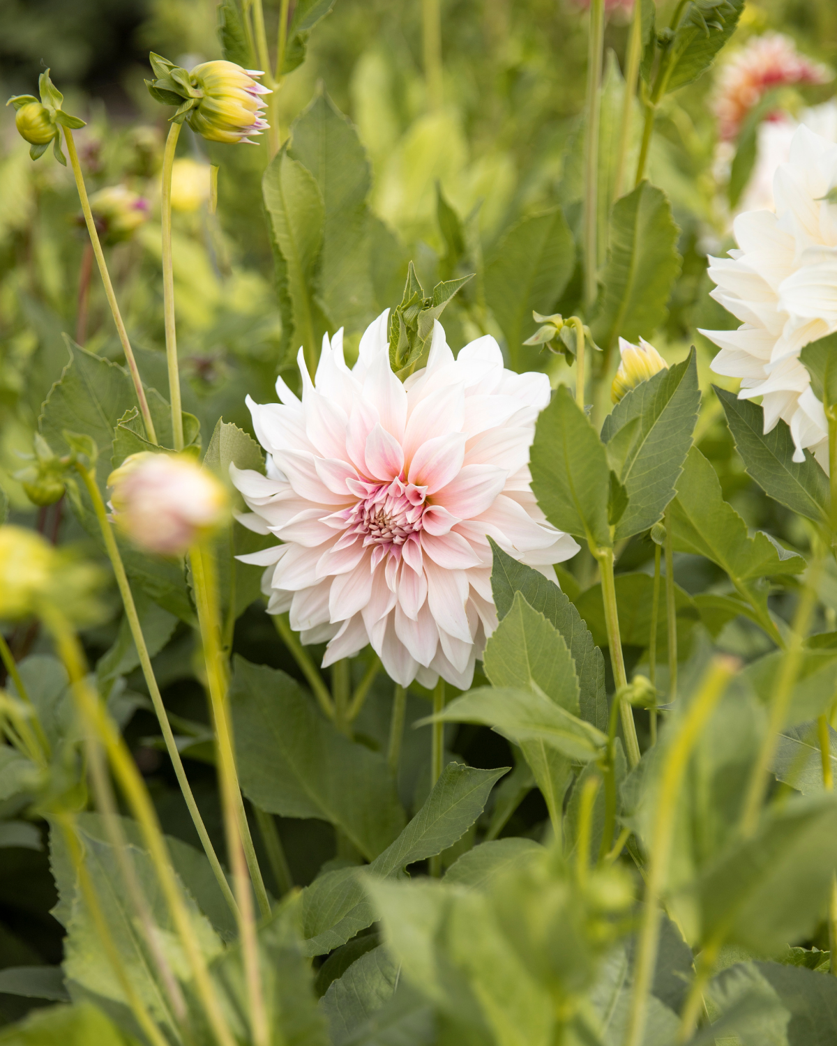 Dahlia ‘Café au Lait’ BIO