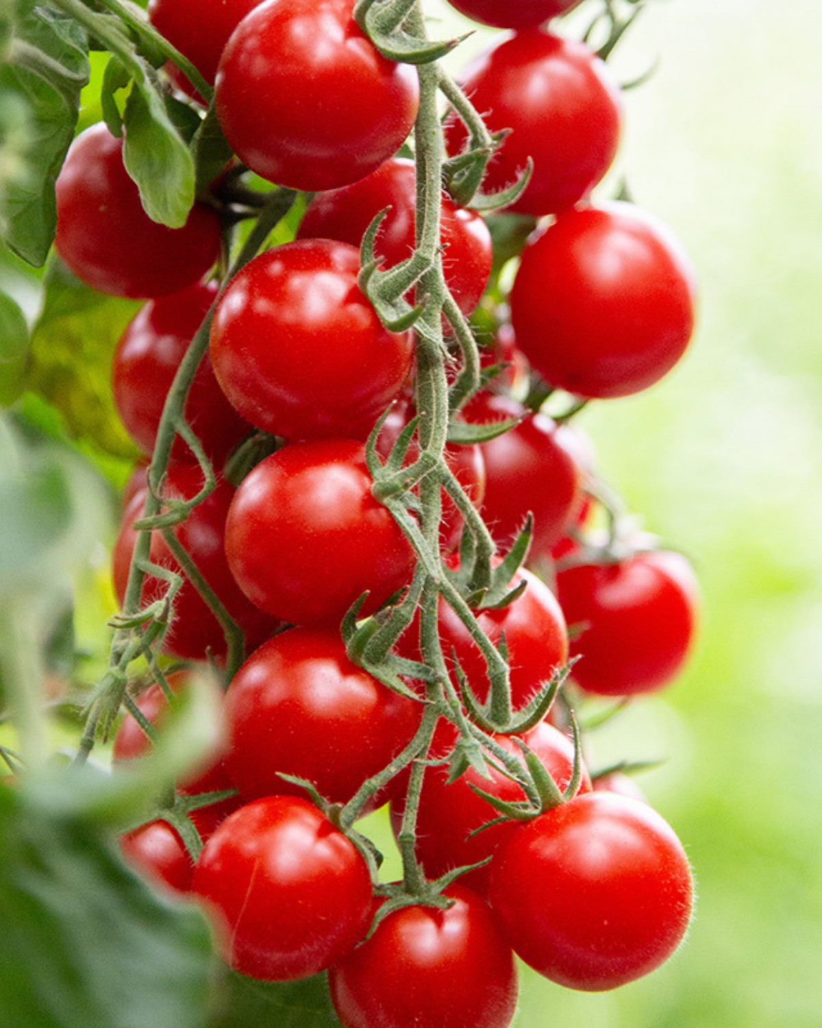 Cherrytomaat 'BOL-T-5202 F1' BIO