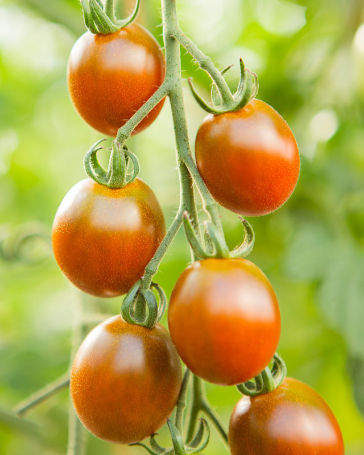 Cherrytomaat 'Bronzy' BIO