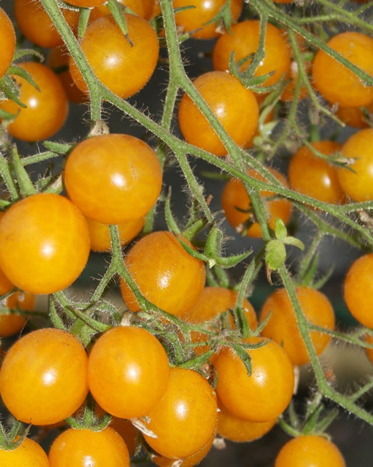 Cherrytomaat 'Yellow Clementine' BIO