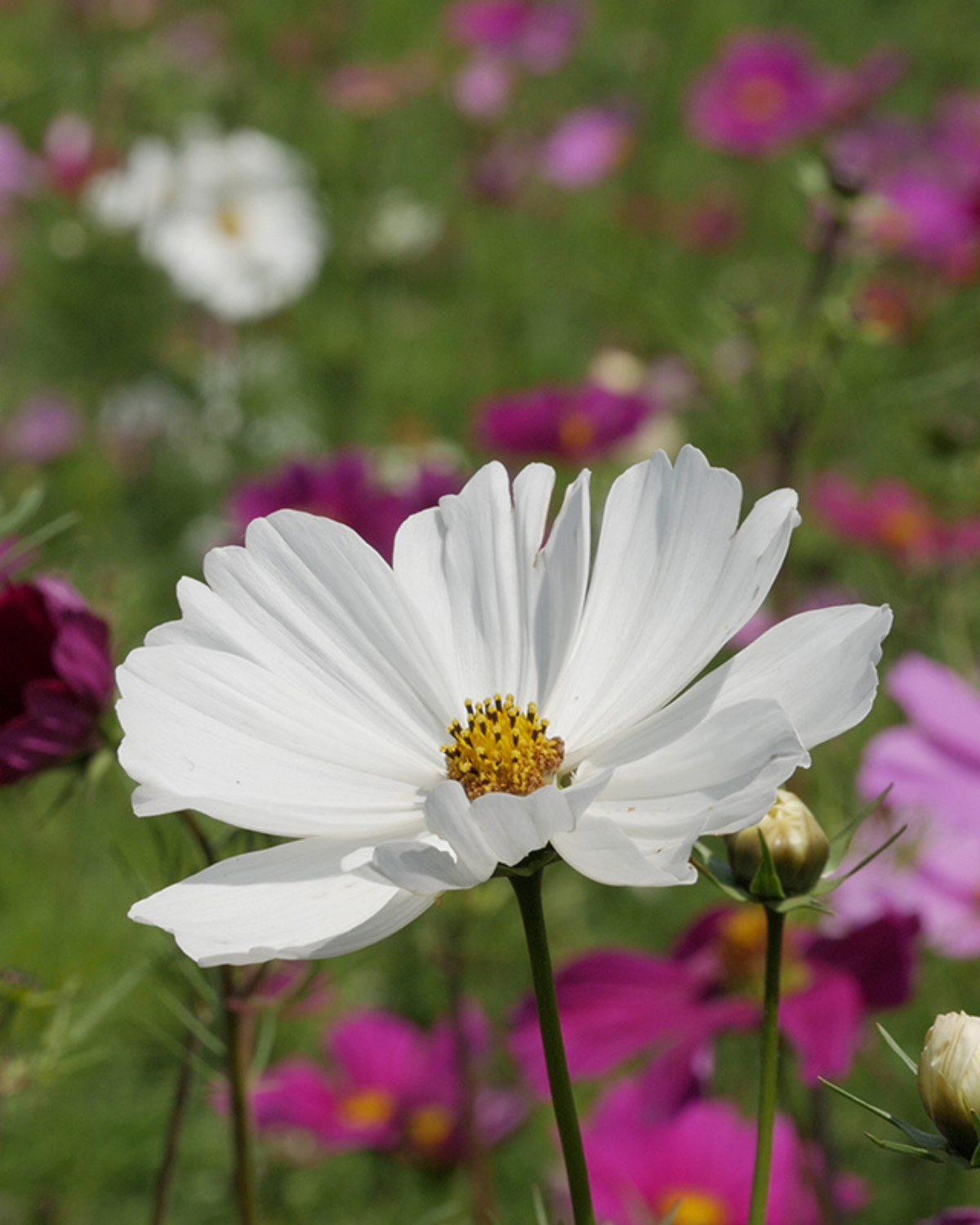 Cosmea, gemengd BIO